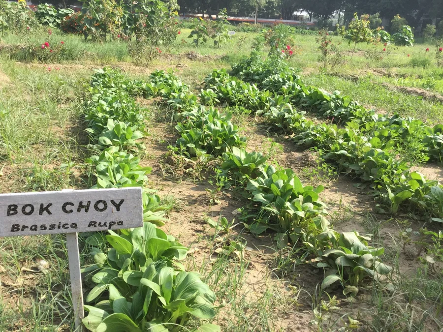 Pak choy grows easily October to January